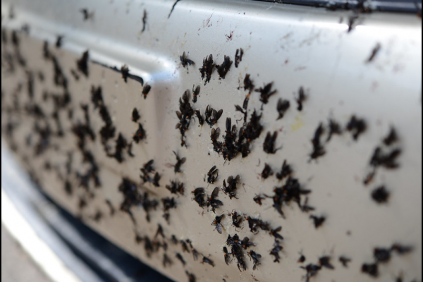lovebugs splattered on bumper