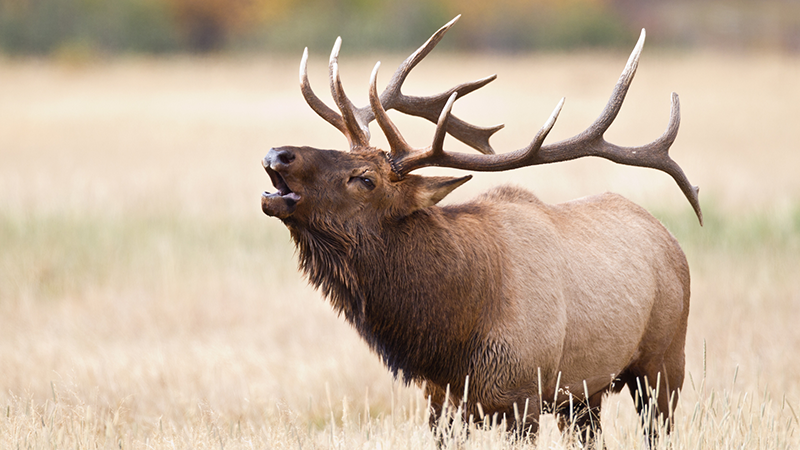 an elk standing in a field