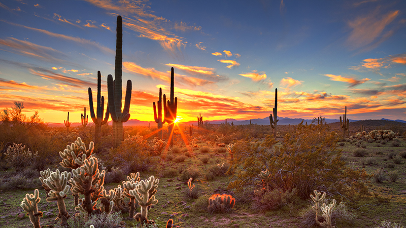 Arizona cactus sunset image