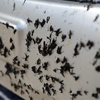 love bugs on a vehicle's exterior