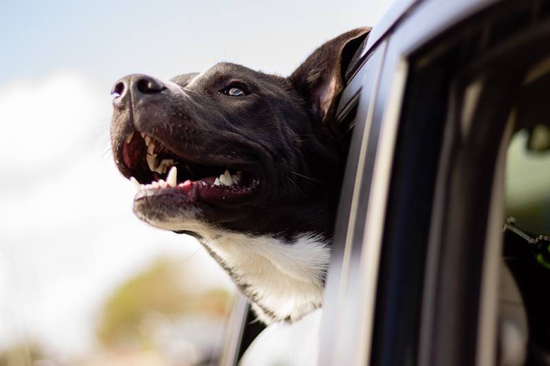 dog enjoying a car ride